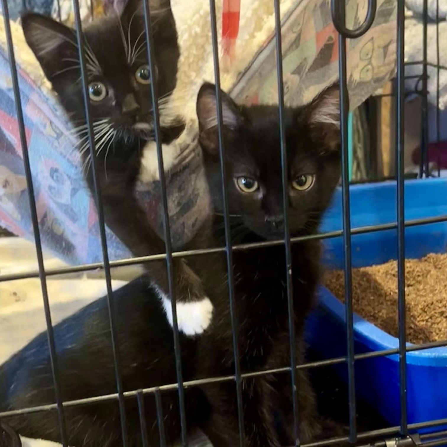 Enlarge Shelby , an adoptable Domestic Short Hair in Jackson, CA image 2/2