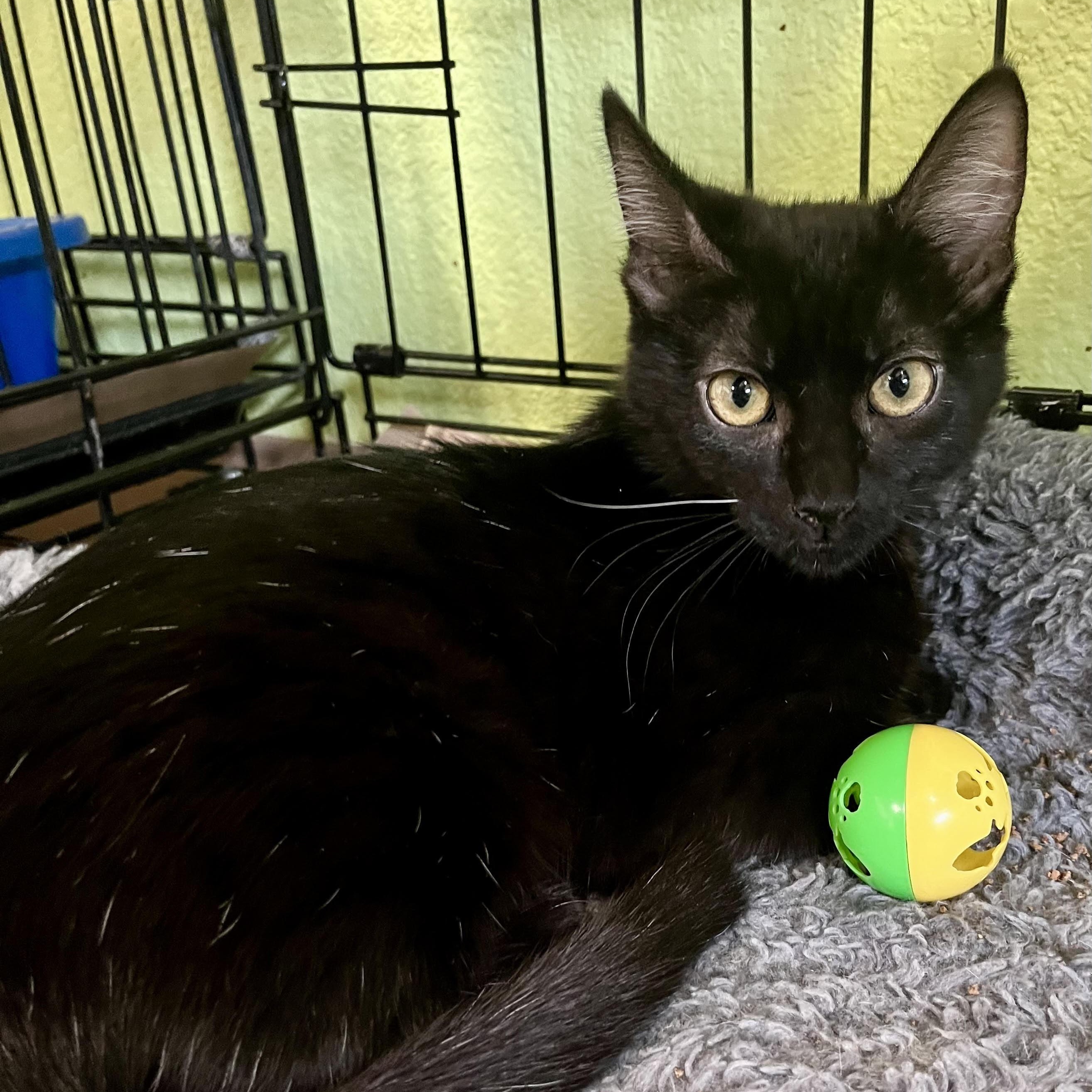 Shelby , ADOPTABLE, Young Female Domestic Short Hair.