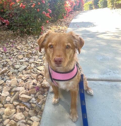 Kibby, a Adoptable Chihuahua in Coachella, CA image 2/3
