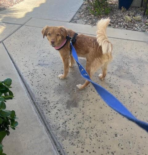 Kibby, a Adoptable Chihuahua in Coachella, CA image 3/3