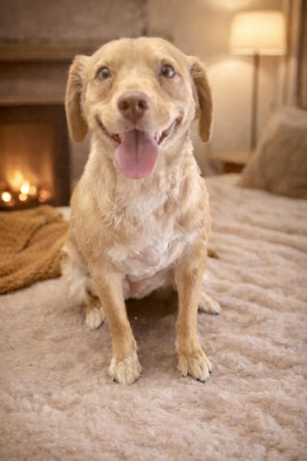 Libby, Adoptable, Young Female Chihuahua.