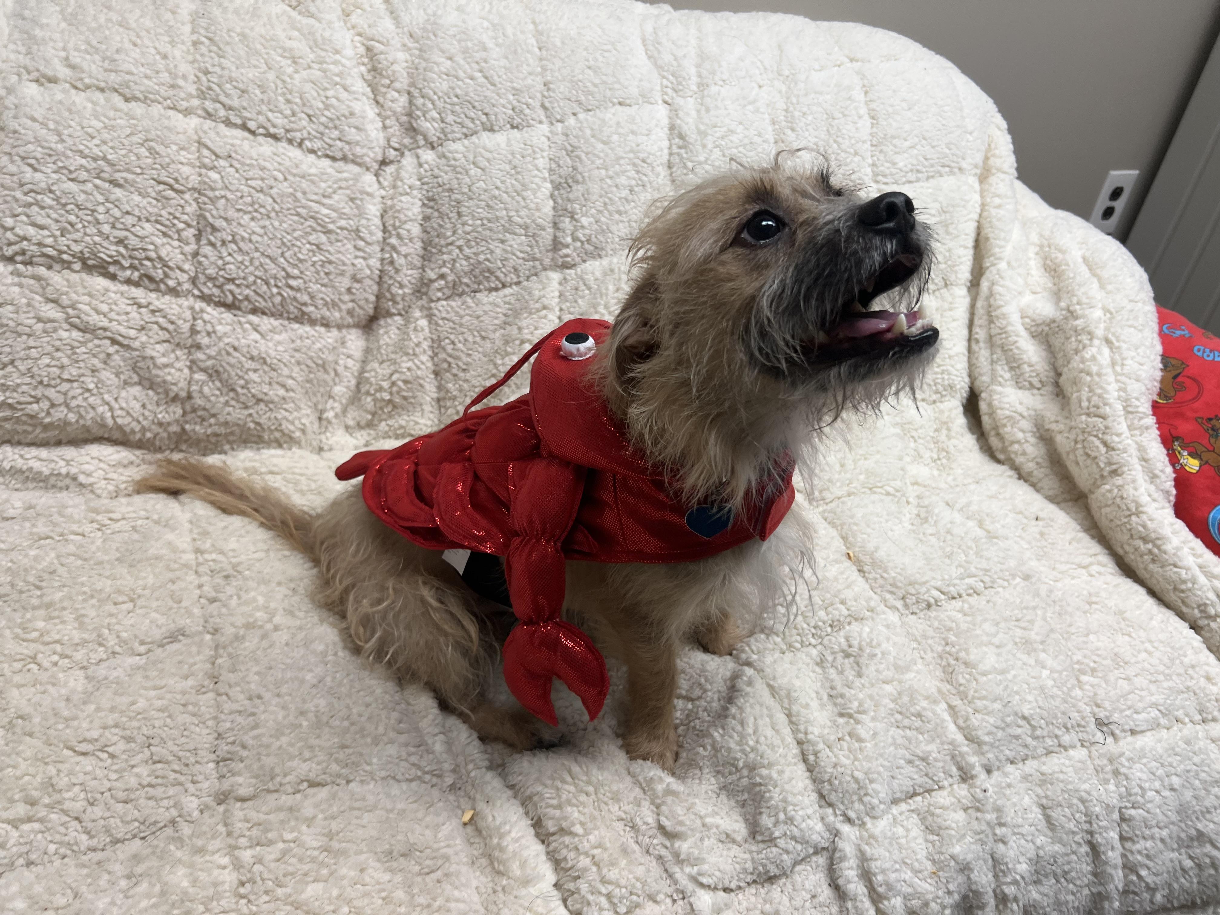 Enlarge Lenny, a Adopted mixed breed in Port Washington, NY image 2/4