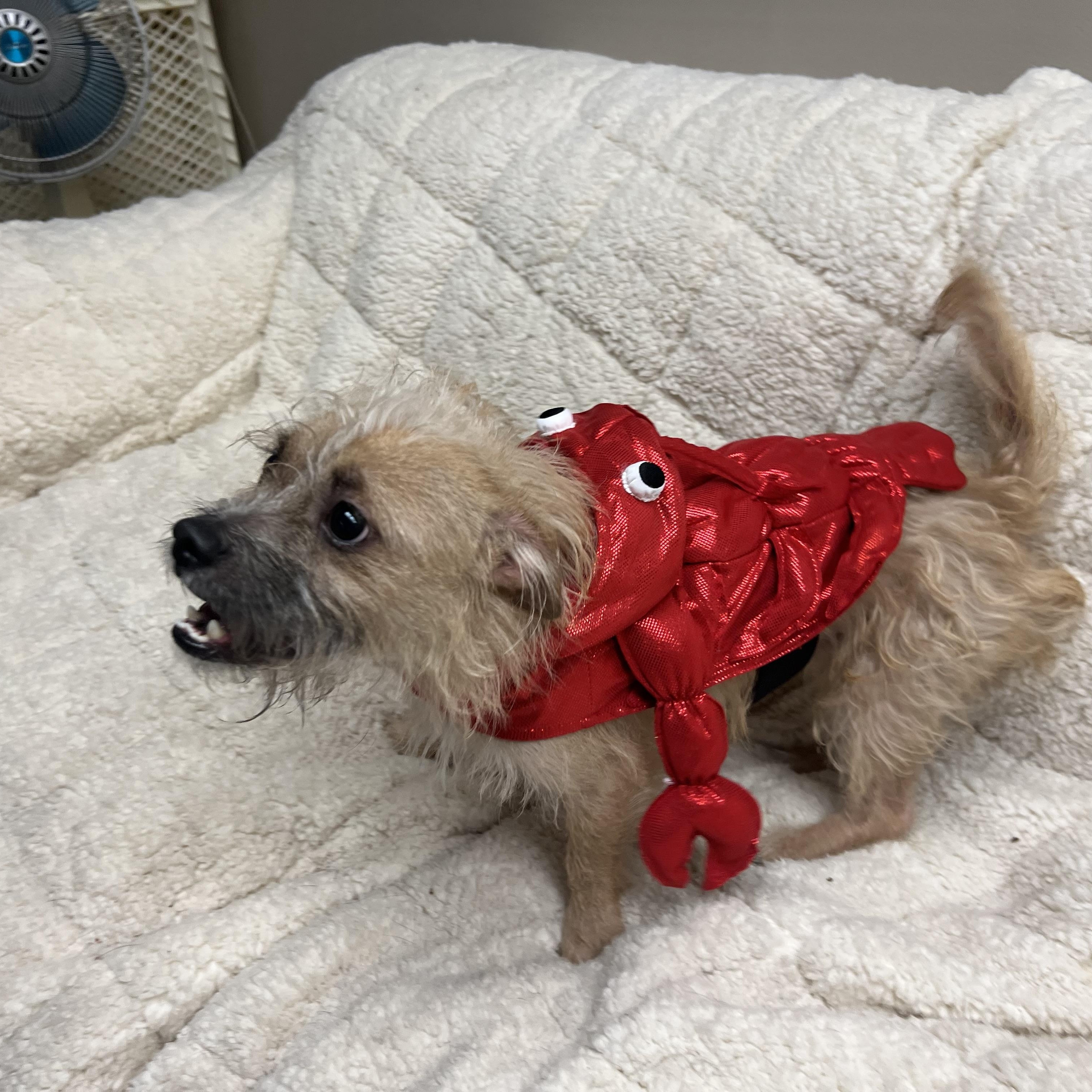 Enlarge Lenny, a Adopted mixed breed in Port Washington, NY image 3/4