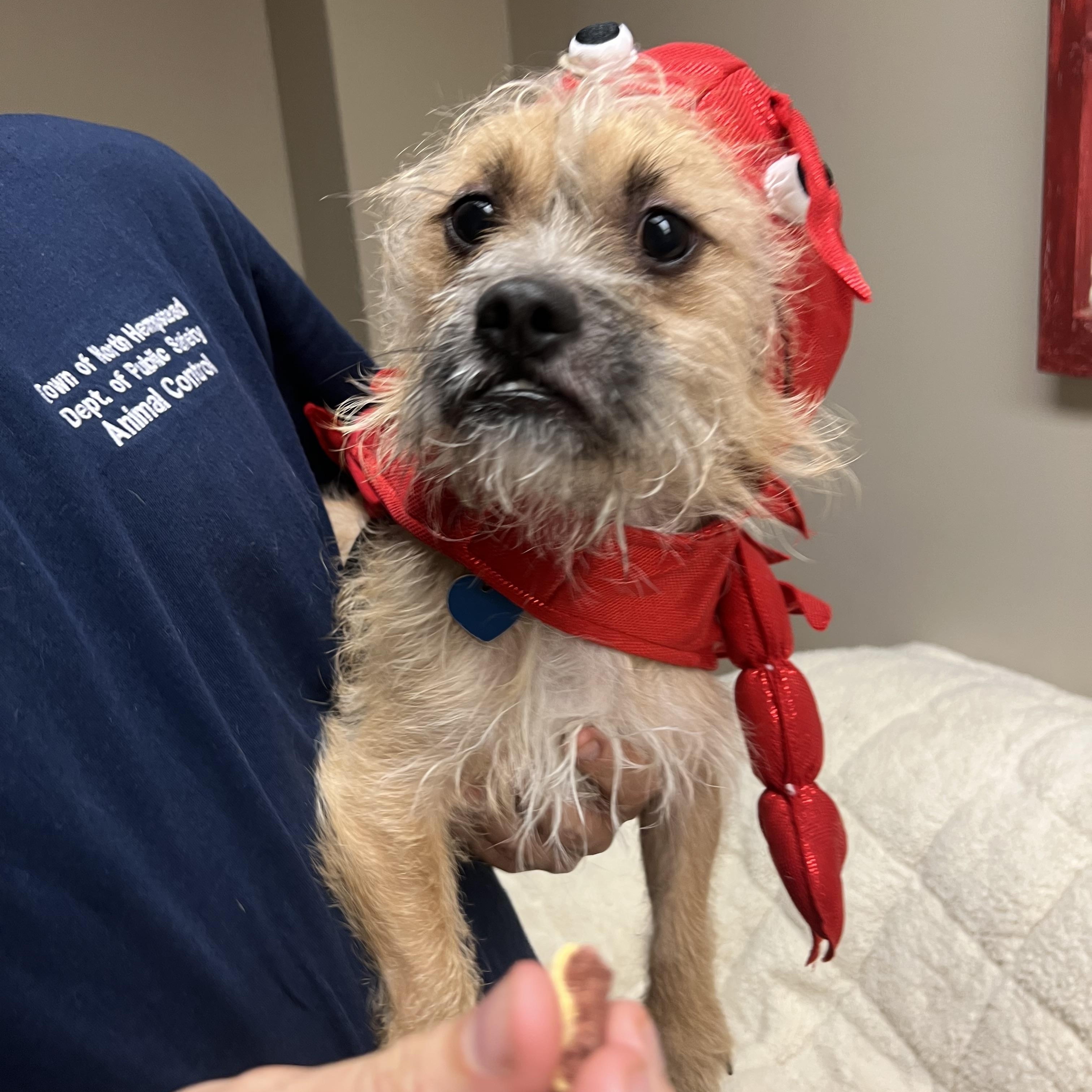 Enlarge Lenny, a Adopted mixed breed in Port Washington, NY image 4/4