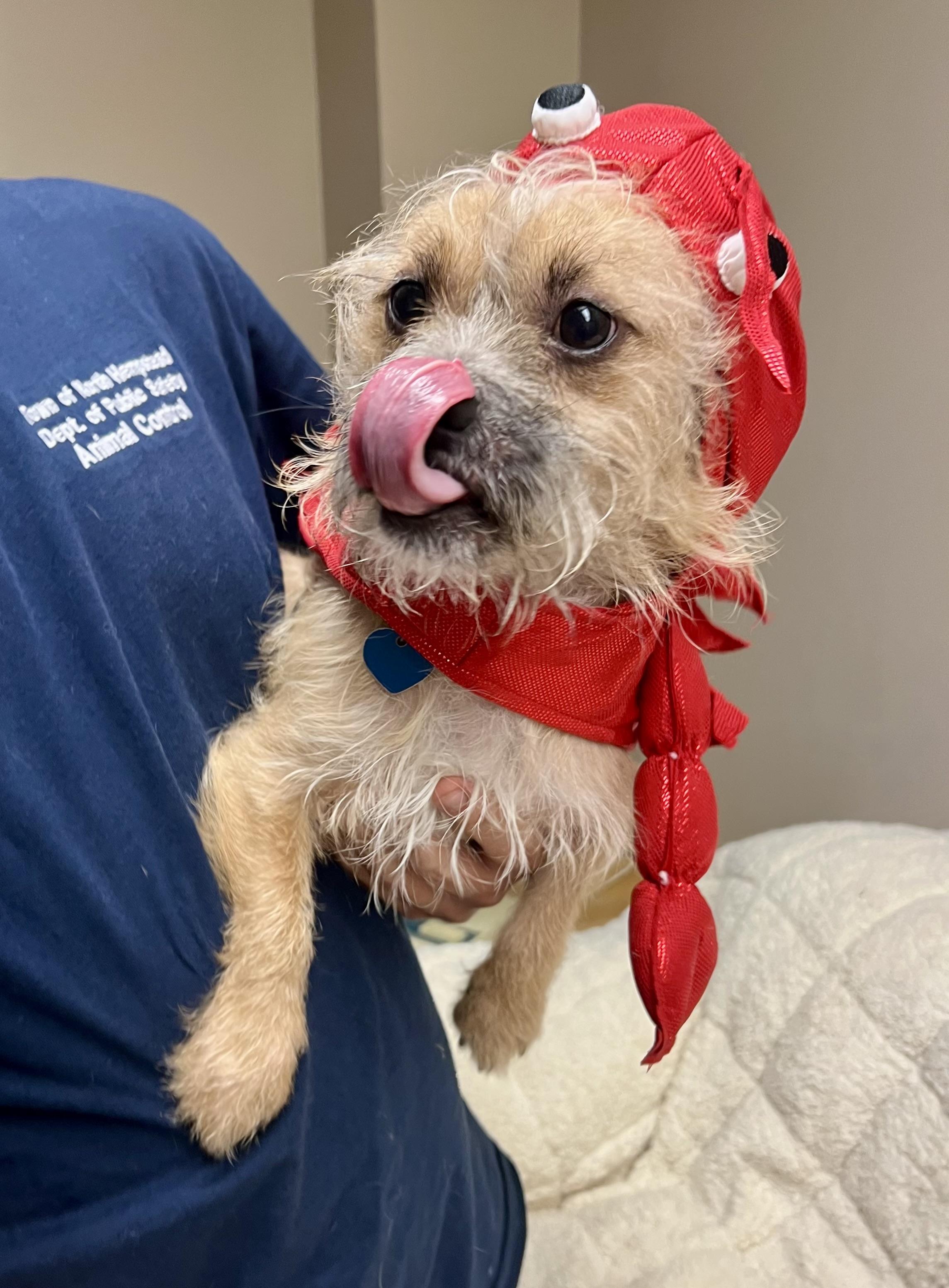 Enlarge Lenny, a Adopted mixed breed in Port Washington, NY image 1/4