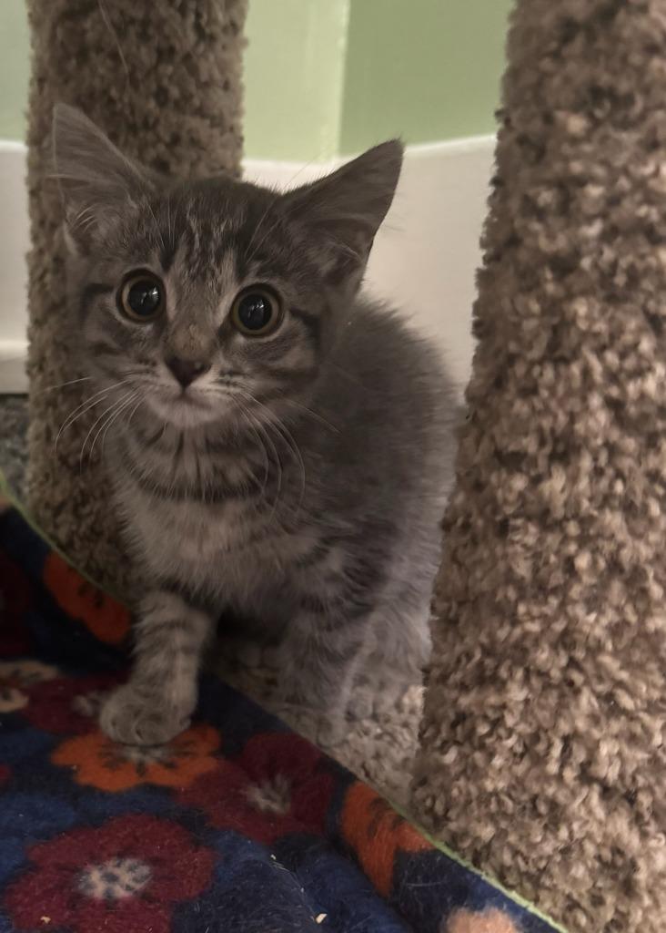 Misha * IN FOSTER* — thumbnail 2