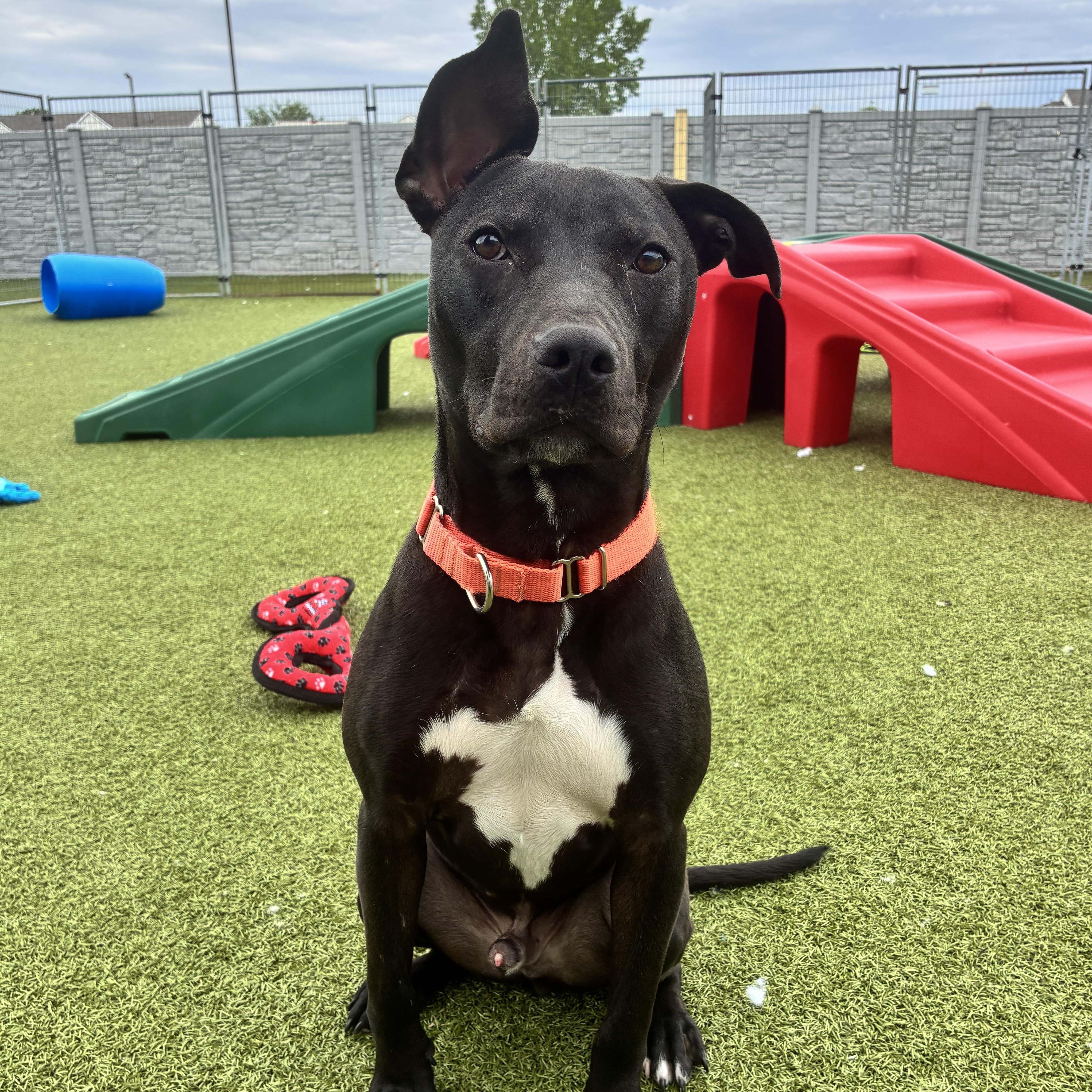 Ollie, a ADOPTABLE Pit Bull Terrier in Columbus, OH image 1/6