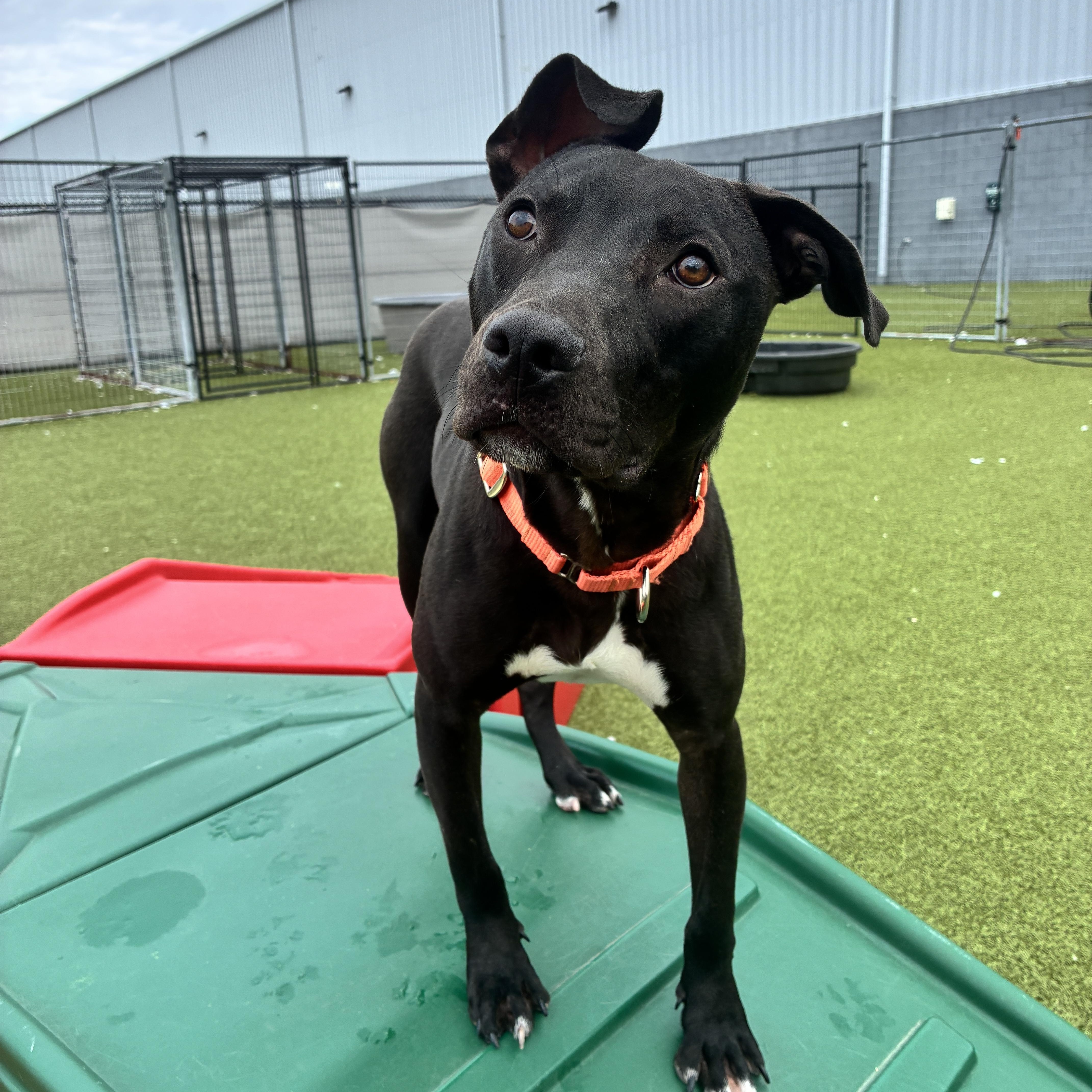 Ollie, a ADOPTABLE Pit Bull Terrier in Columbus, OH image 6/6