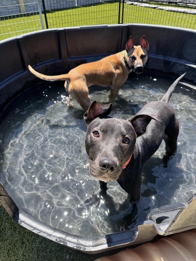 Ollie, a ADOPTABLE Pit Bull Terrier in Columbus, OH image 3/6