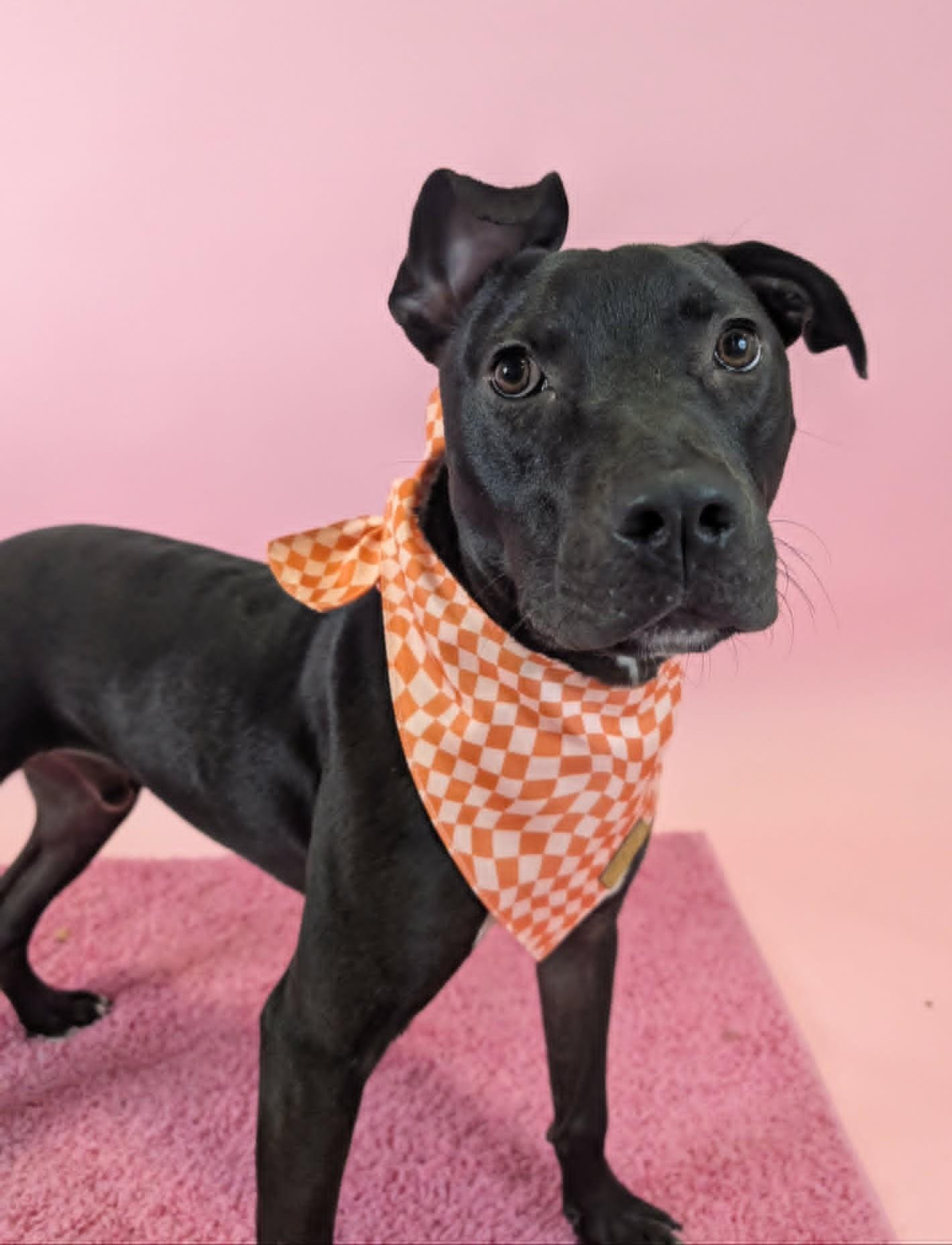 Ollie, a ADOPTABLE Pit Bull Terrier in Columbus, OH image 4/6