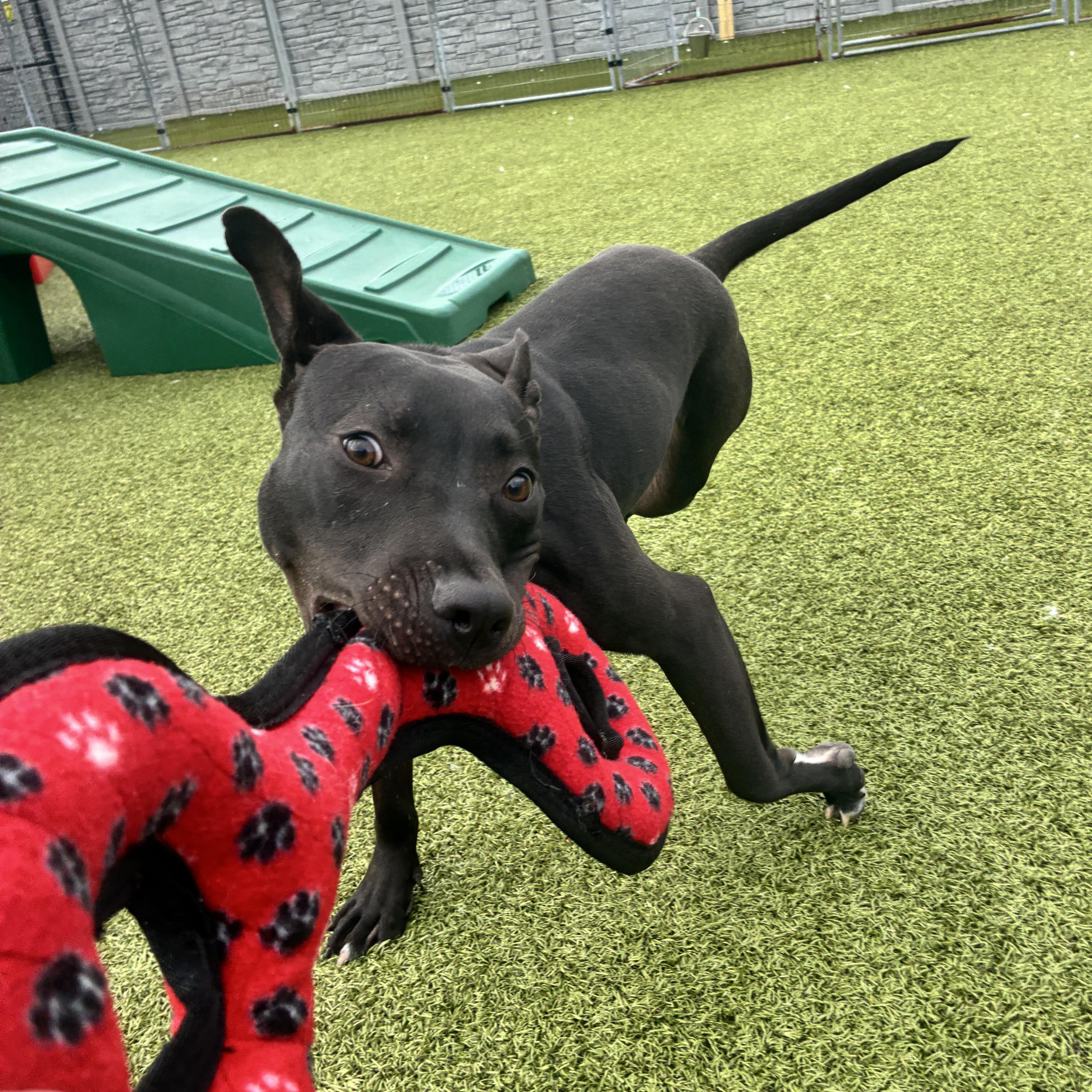 Ollie, a ADOPTABLE Pit Bull Terrier in Columbus, OH image 5/6