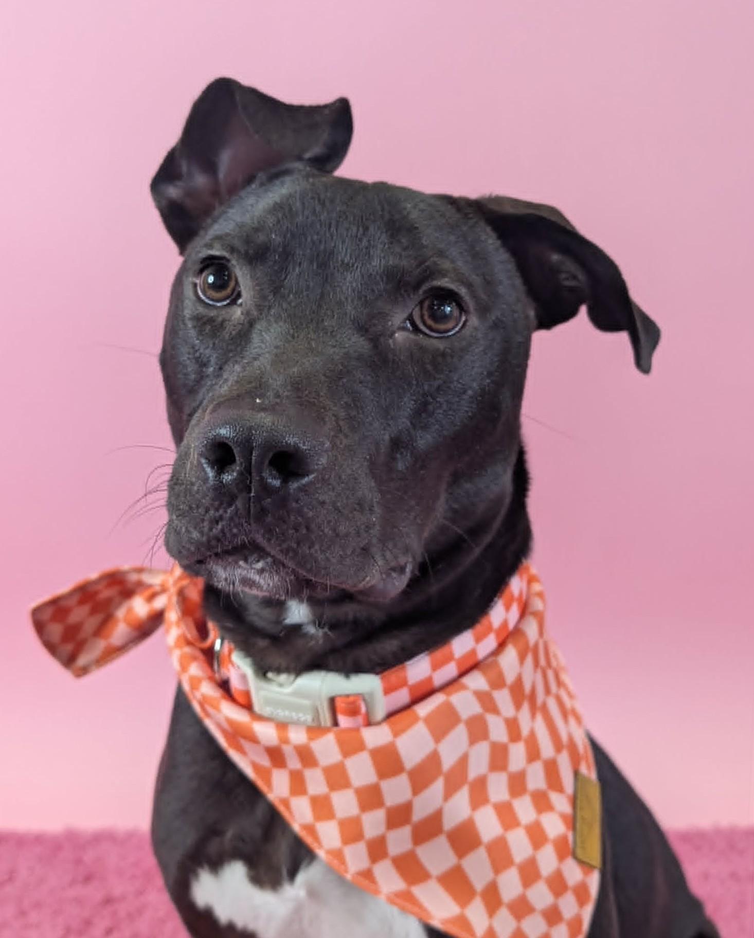 Ollie, a ADOPTABLE Pit Bull Terrier in Columbus, OH image 2/6