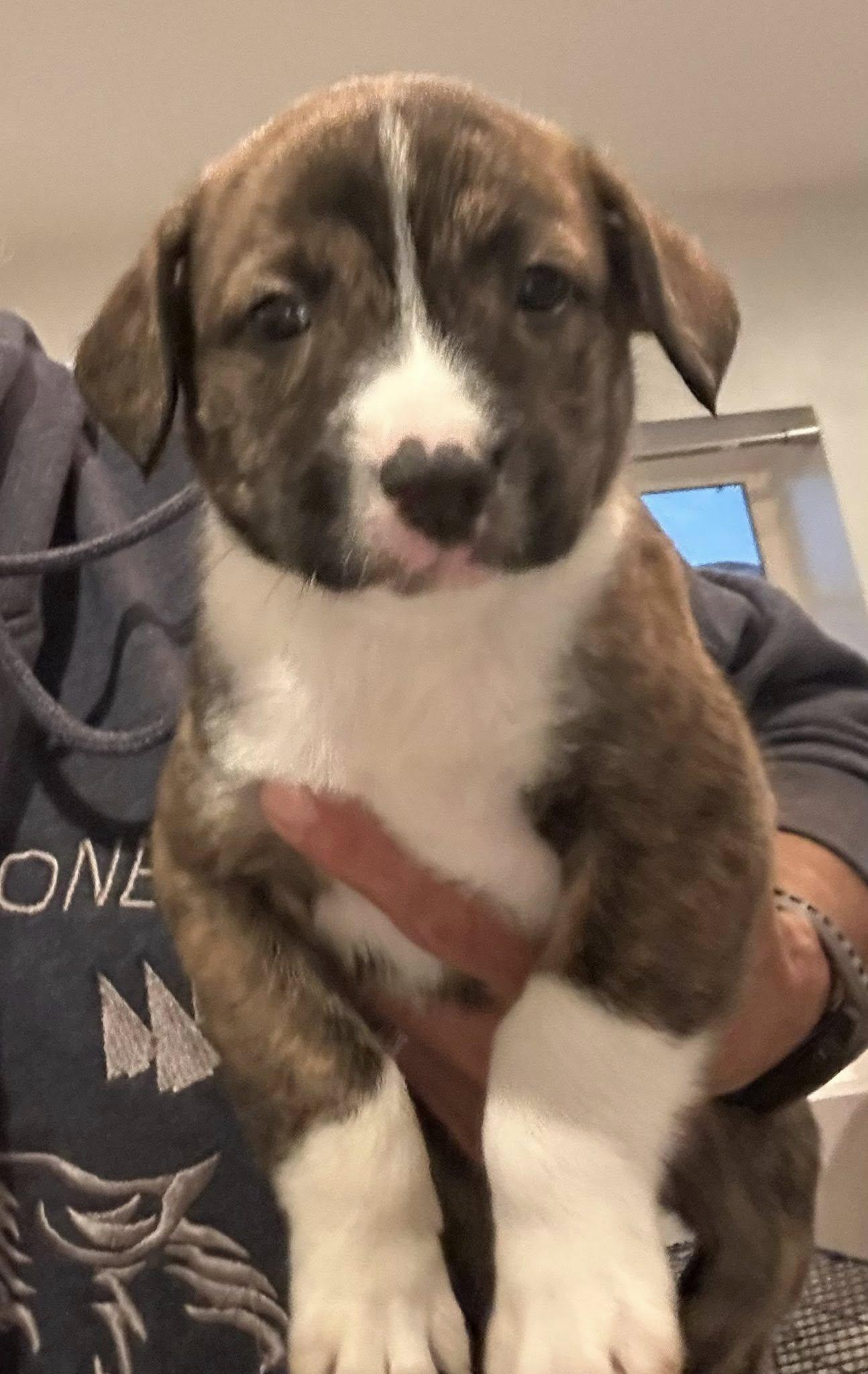 Aussie/Pit puppies-boy