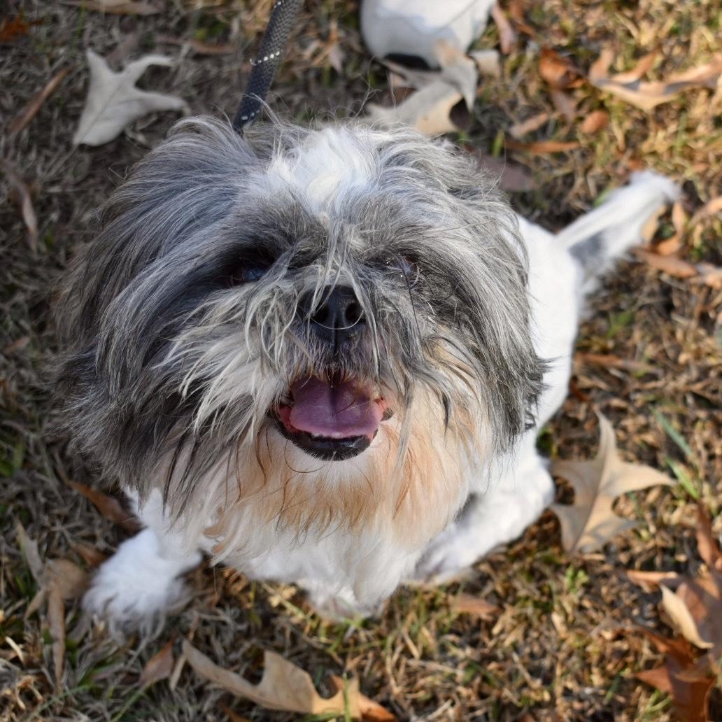 Enlarge Bagel, a Adoptable mixed breed in Greensboro, NC image 1/1