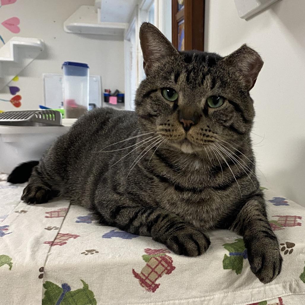 26-97 Chubs, a Adoptable mixed breed in North Branford, CT image 1/3