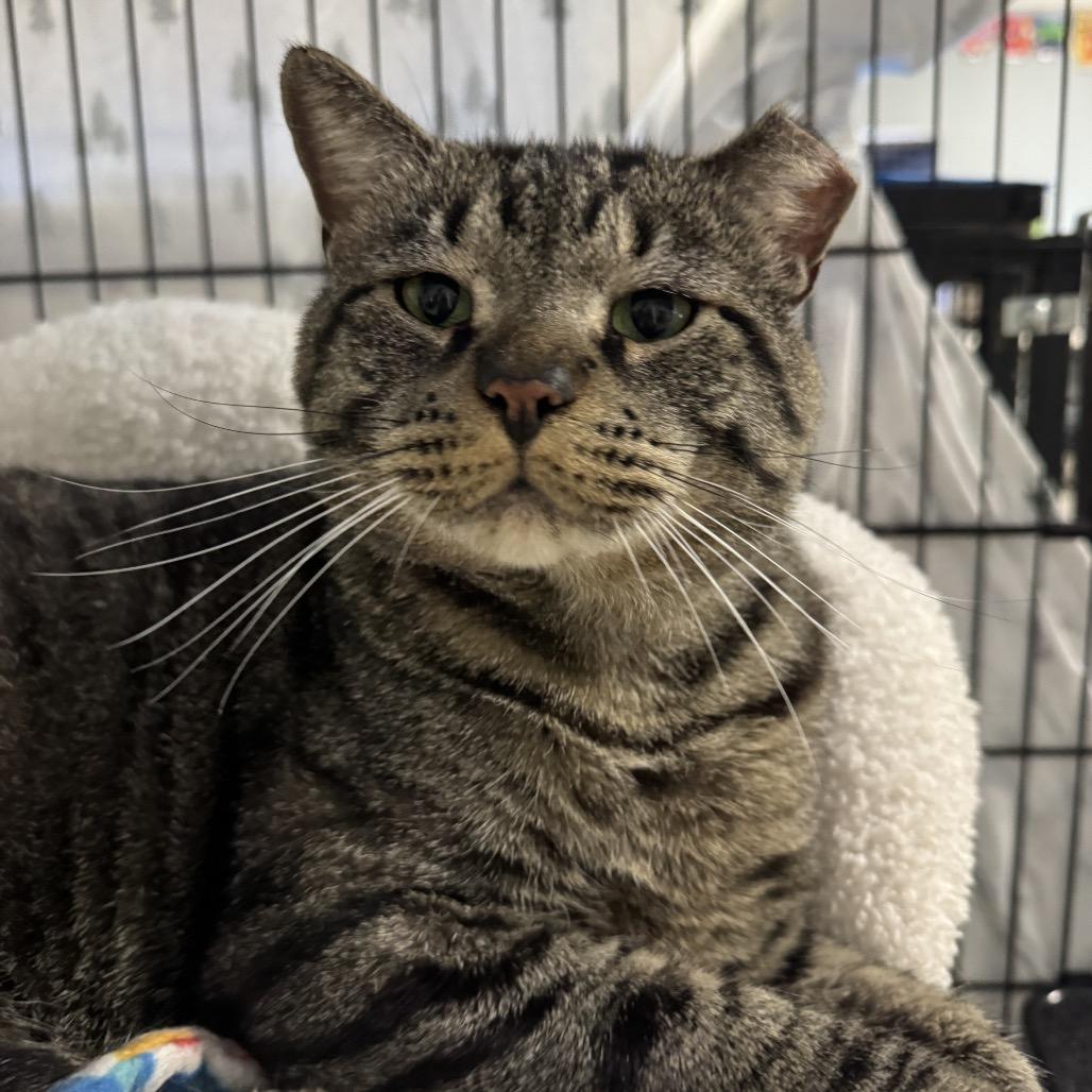 26-97 Chubs, Adoptable, Adult Male Domestic Short Hair & Domestic Short Hair.
