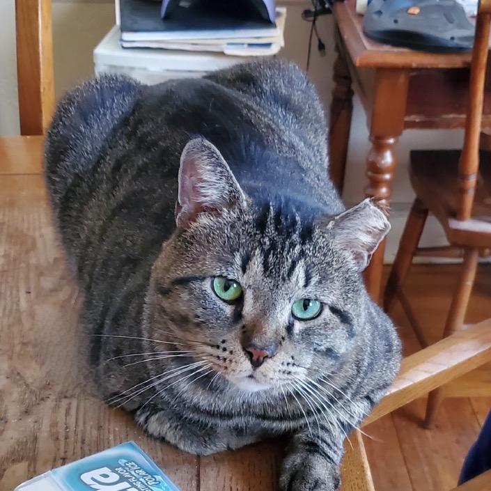 Enlarge 26-97 Chubs, a Adoptable mixed breed in North Branford, CT image 2/3