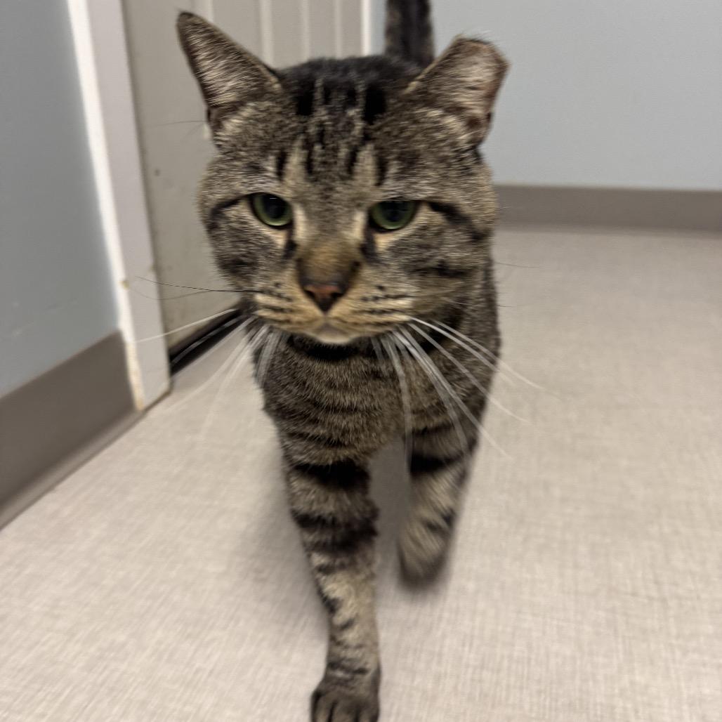 Enlarge 26-97 Chubs, a Adoptable mixed breed in North Branford, CT image 3/3