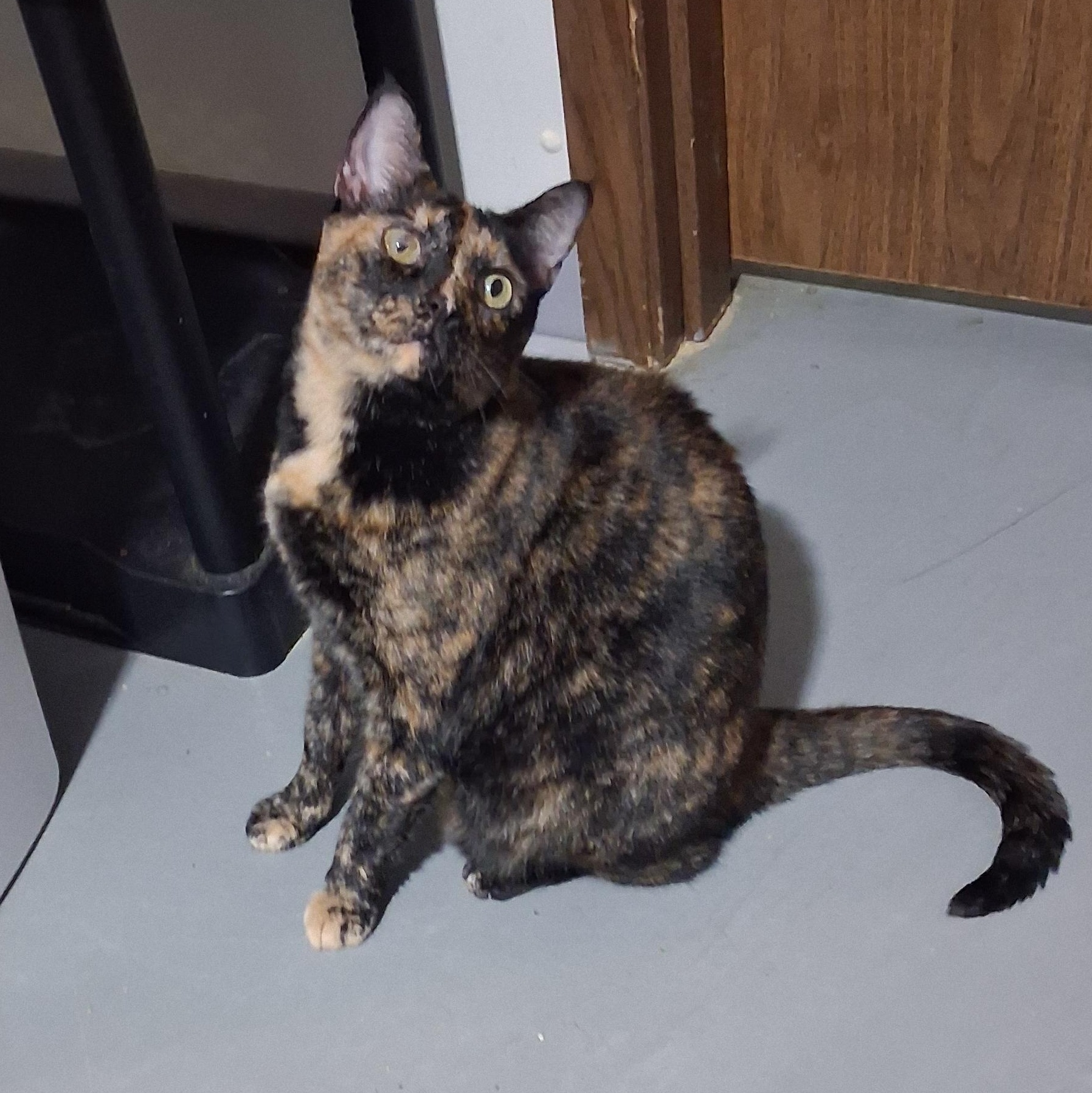 Enlarge Dart, a Adopted Domestic Short Hair in Iowa Falls, IA image 1/2