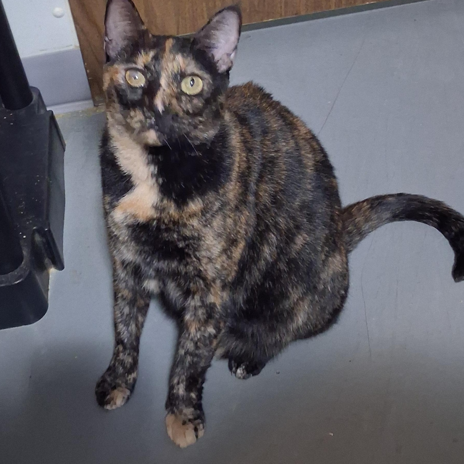 Enlarge Dart, a Adopted Domestic Short Hair in Iowa Falls, IA image 2/2