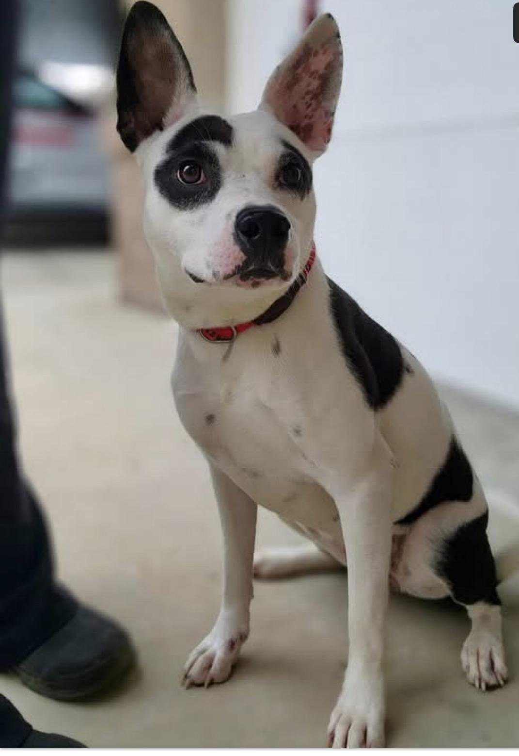 Enlarge Oreo, a ADOPTABLE Terrier in Youngstown, OH image 1/4