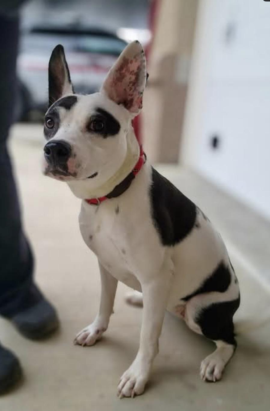 Enlarge Oreo, a ADOPTABLE Terrier in Youngstown, OH image 4/4