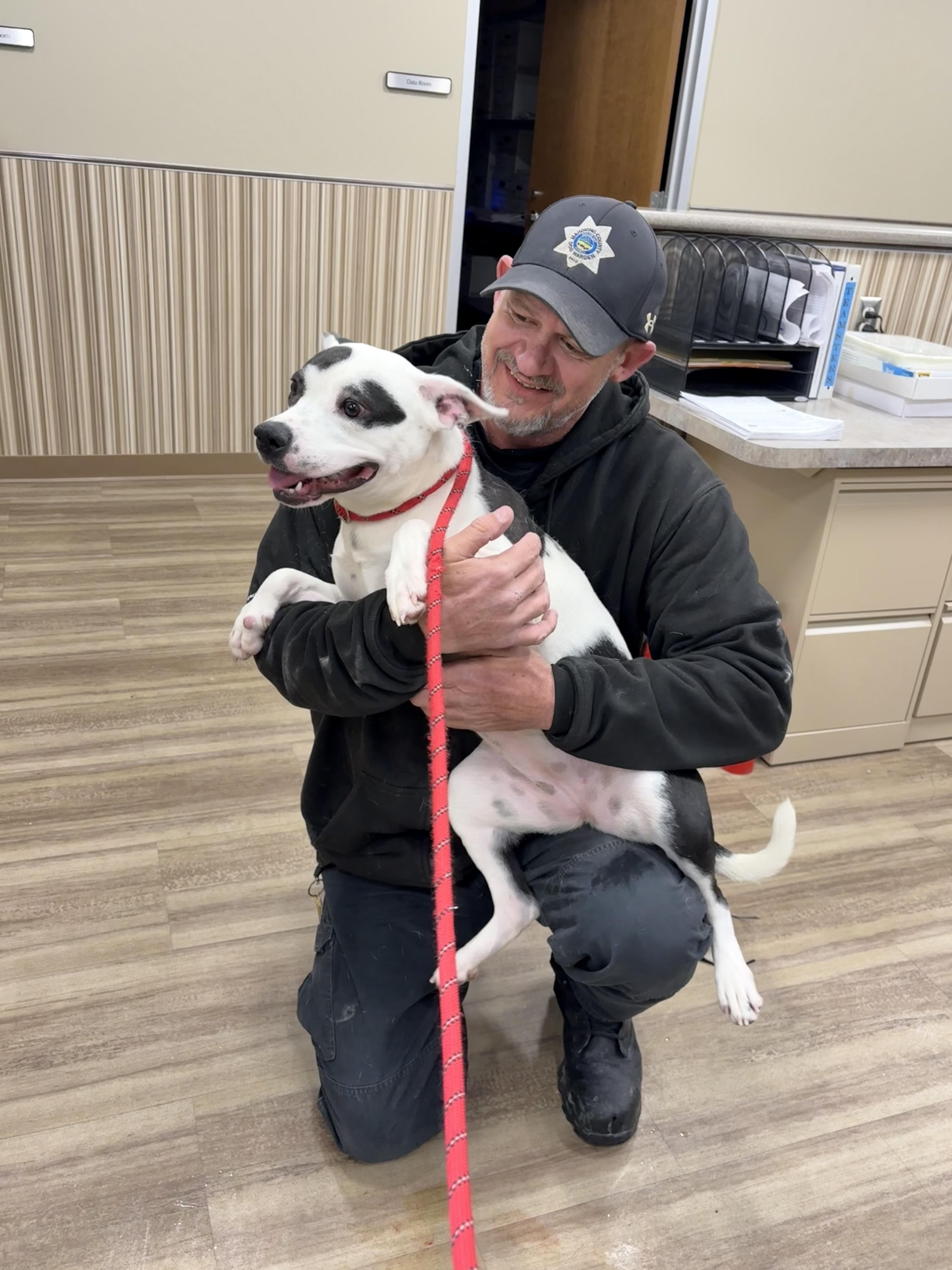 Enlarge Oreo, a ADOPTABLE Terrier in Youngstown, OH image 2/4