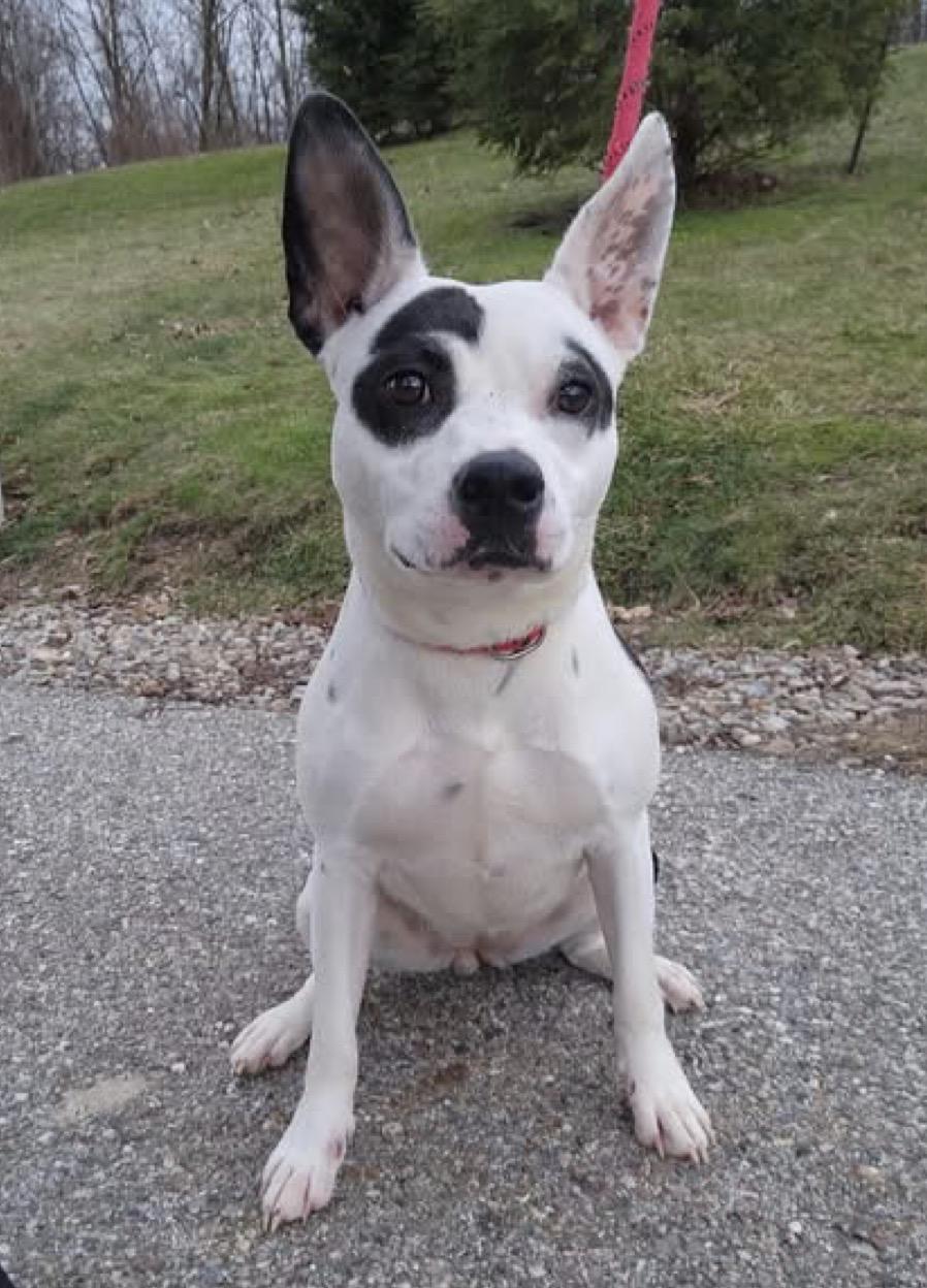 Enlarge Oreo, a ADOPTABLE Terrier in Youngstown, OH image 3/4
