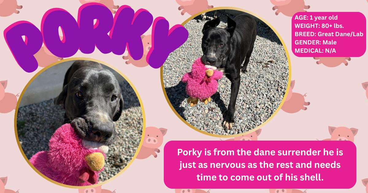 Enlarge Porky , a ADOPTABLE mixed breed in Powhatan, VA image 1/1