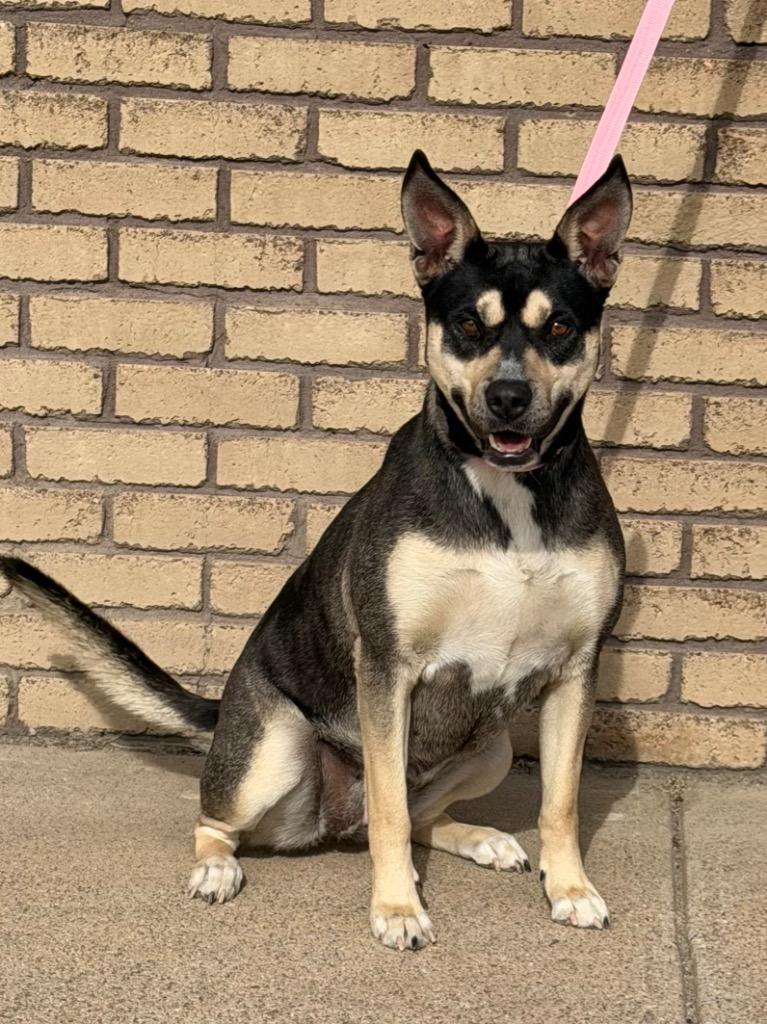 Enlarge Wren, a ADOPTABLE Mixed Breed in Columbus, NE image 1/2