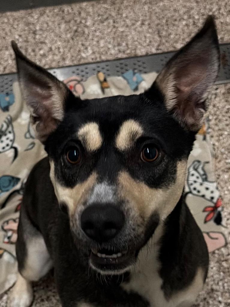 Enlarge Wren, a ADOPTABLE Mixed Breed in Columbus, NE image 2/2