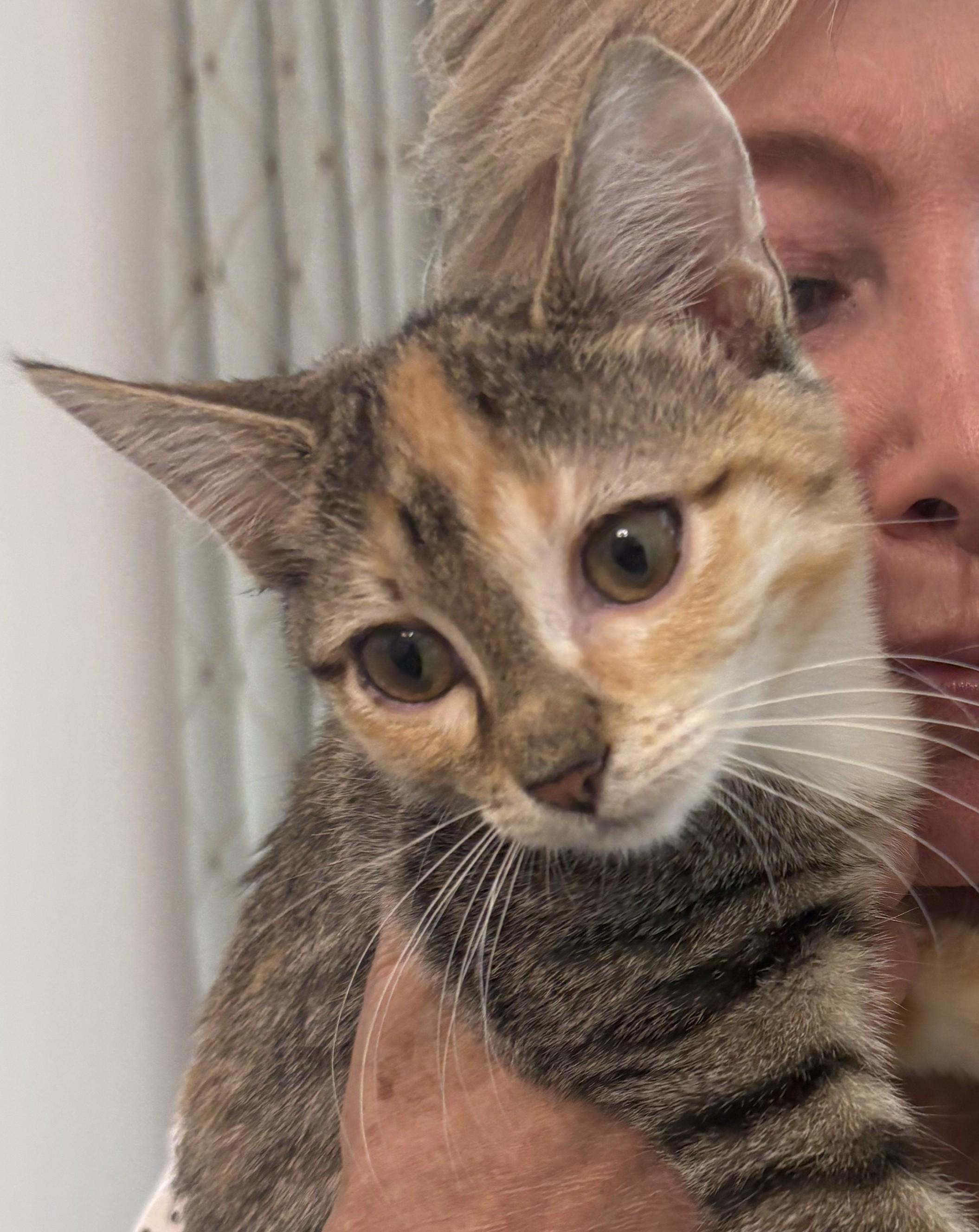 Enlarge MOLLY, a Adoptable mixed breed in Watkinsville, GA image 1/3