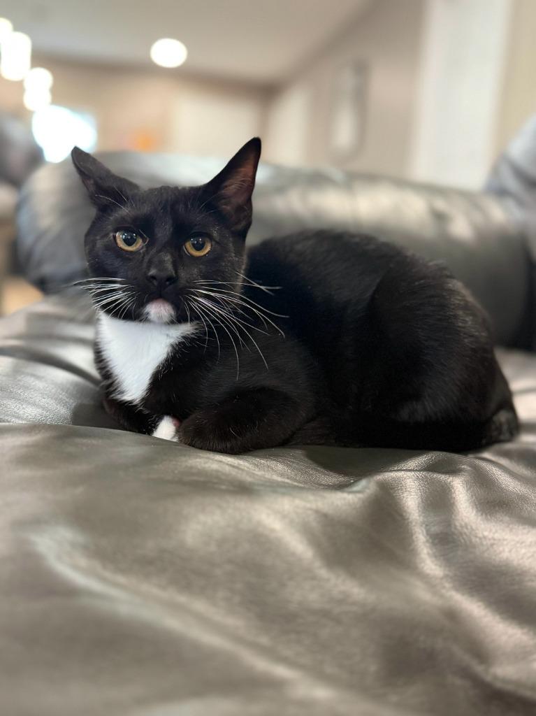 Minnow, Adoptable, Young Female Domestic Short Hair.