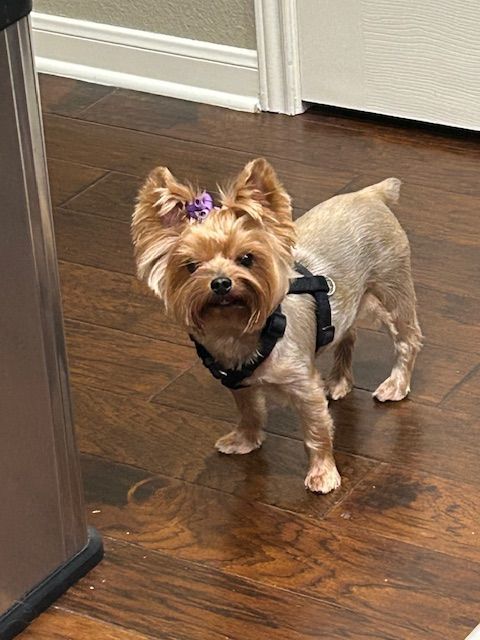 Bella, Adopted, Adult Female Yorkshire Terrier.