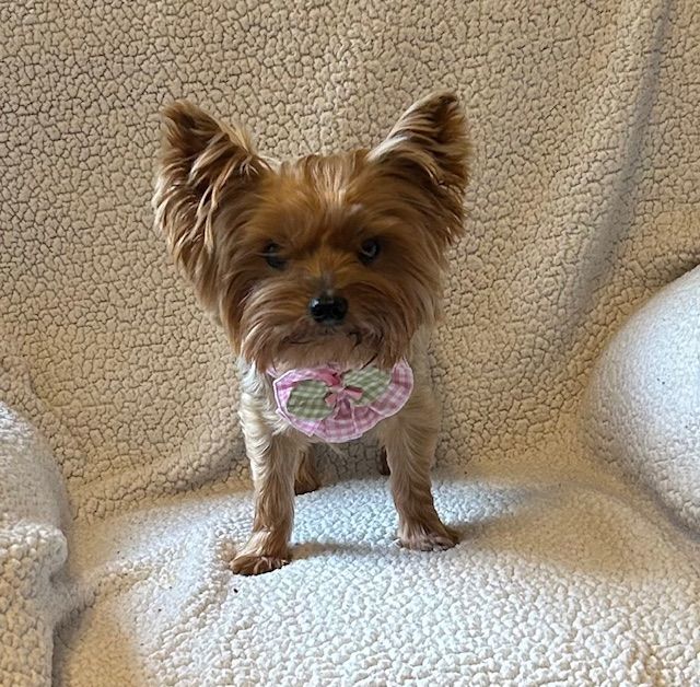 Enlarge Bella, a Adopted Yorkshire Terrier in League City, TX image 2/6
