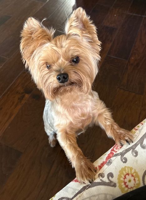 Enlarge Bella, a Adopted Yorkshire Terrier in League City, TX image 3/6