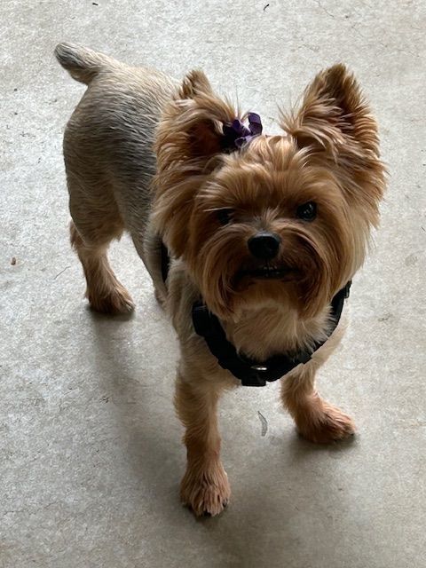 Enlarge Bella, a Adopted Yorkshire Terrier in League City, TX image 4/6