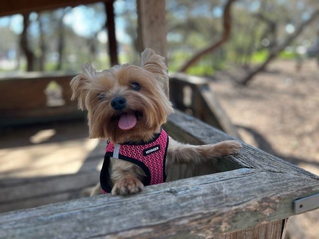 Enlarge Bella, a Adopted Yorkshire Terrier in League City, TX image 5/6
