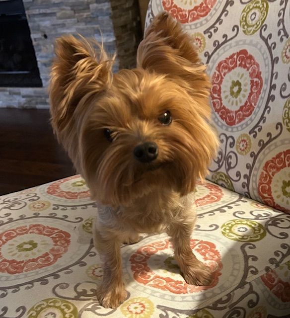 Enlarge Bella, a Adopted Yorkshire Terrier in League City, TX image 6/6