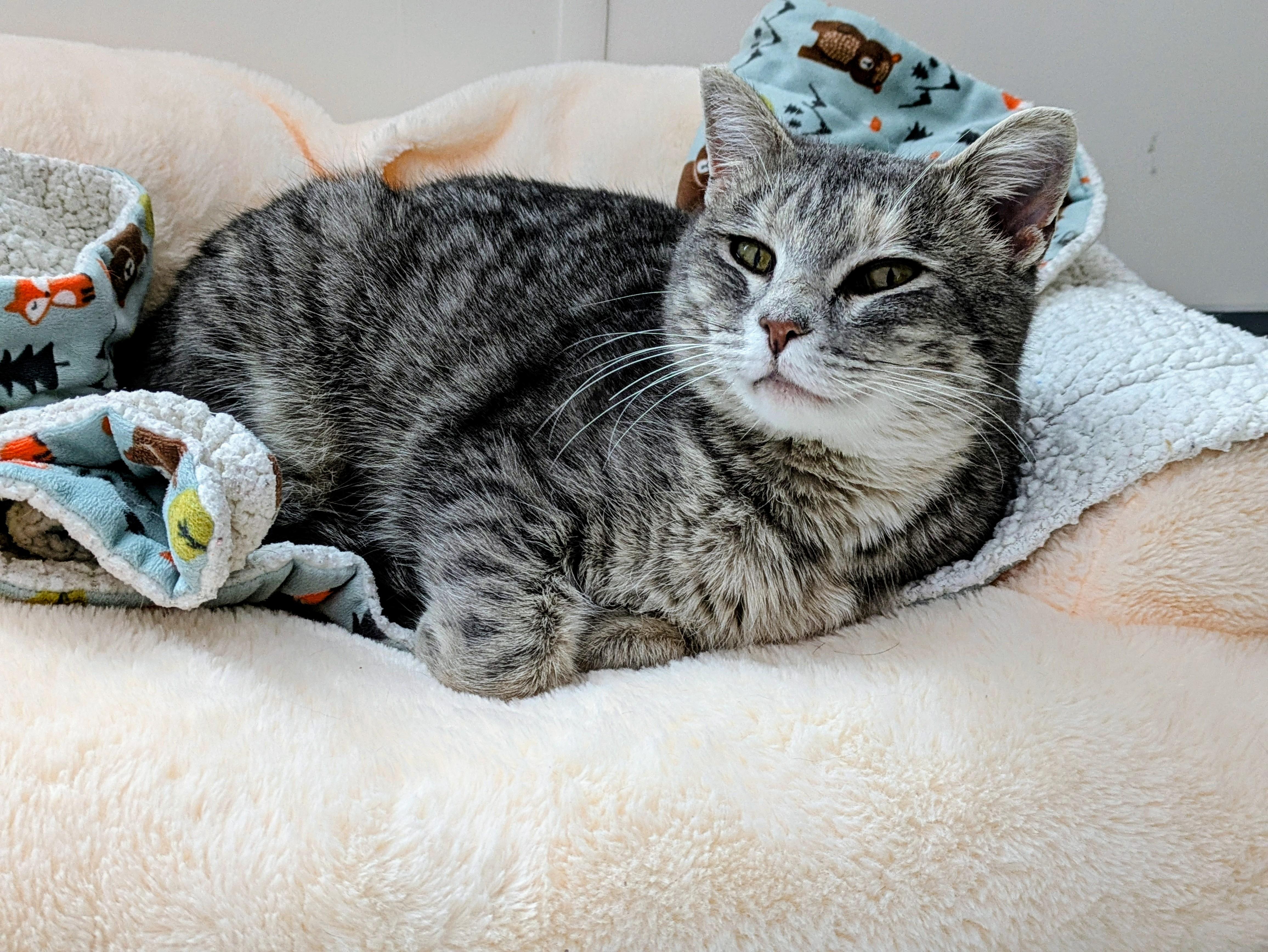 Colette, ADOPTABLE, Adult Female Domestic Short Hair.