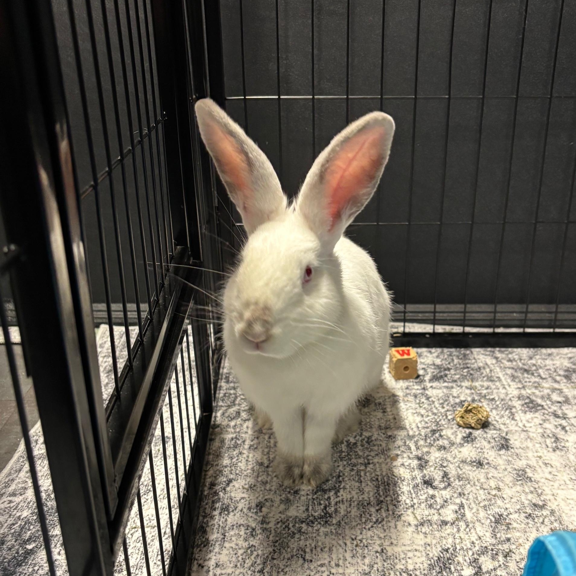 Enlarge PEAR (YOUNG SPAYED FEMALE) FOSTER OR ADOPTER NEEDED, a Adoptable Bunny Rabbit in Forest Hills, NY image 1/5