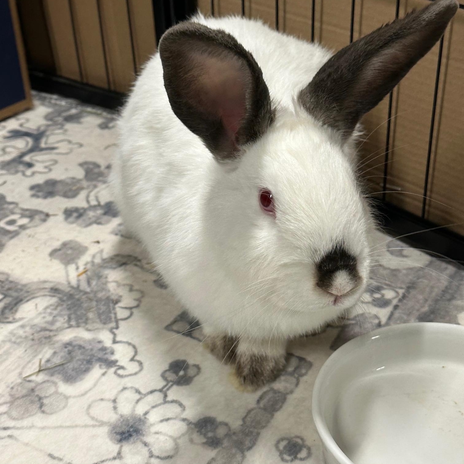 PEAR , Adoptable, Young Female Californian.