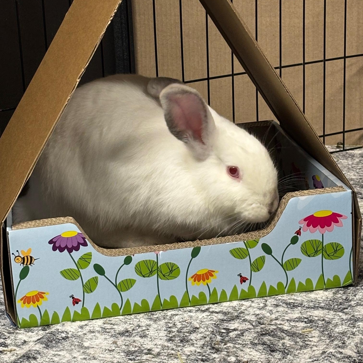 Enlarge PEAR (YOUNG SPAYED FEMALE) FOSTER OR ADOPTER NEEDED, a Adoptable Bunny Rabbit in Forest Hills, NY image 2/5