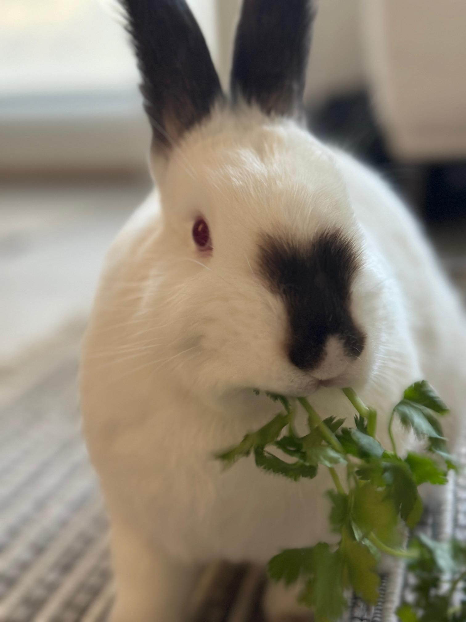 Enlarge PEAR , a Adoptable Californian in Forest Hills, NY image 4/5
