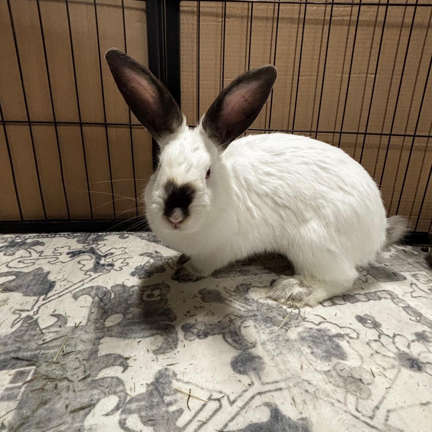 PEAR , a Adoptable Californian in Forest Hills, NY image 5/5