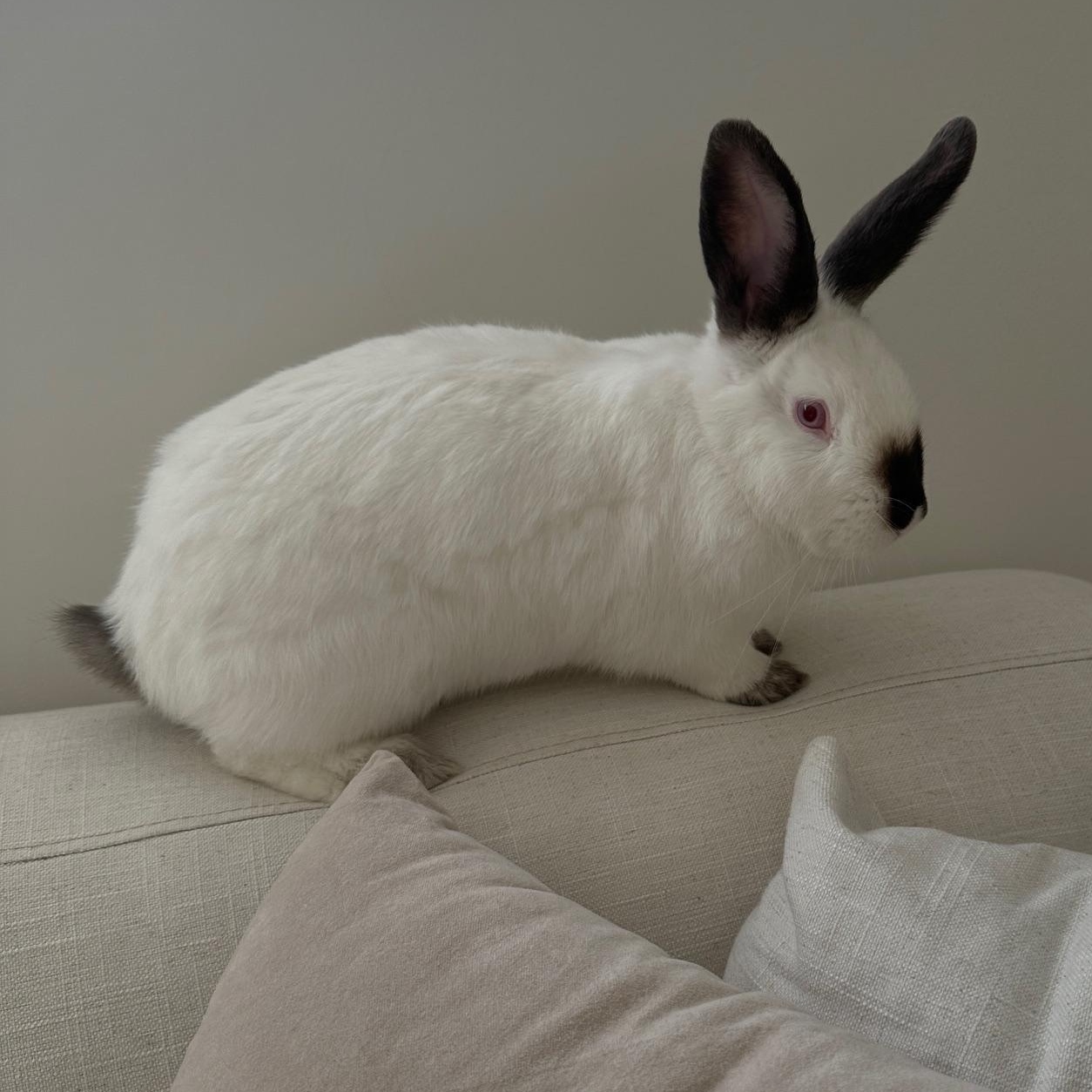 Enlarge PEAR , a Adoptable Californian in Forest Hills, NY image 5/5