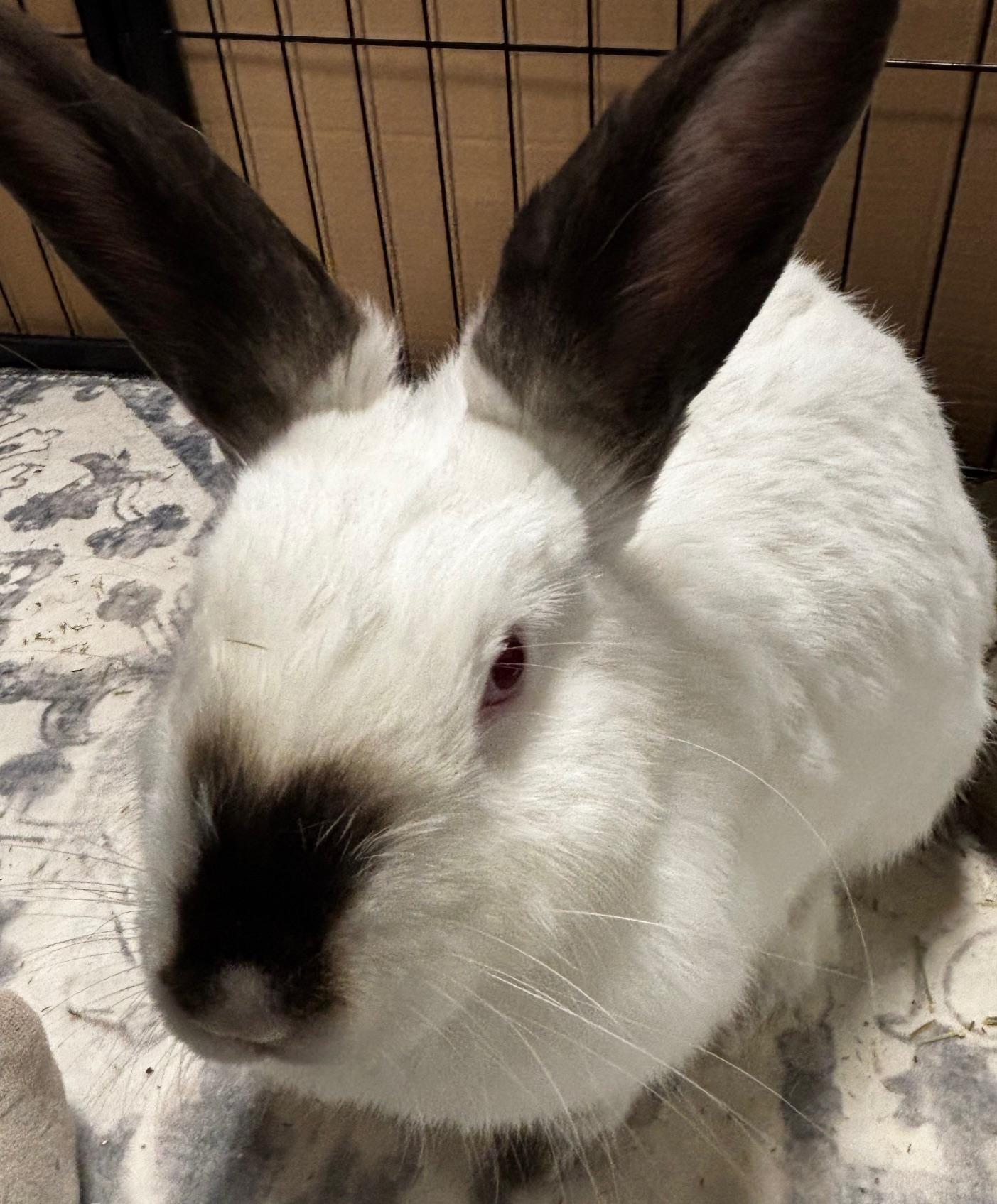 PEAR , a Adoptable Californian in Forest Hills, NY image 3/5