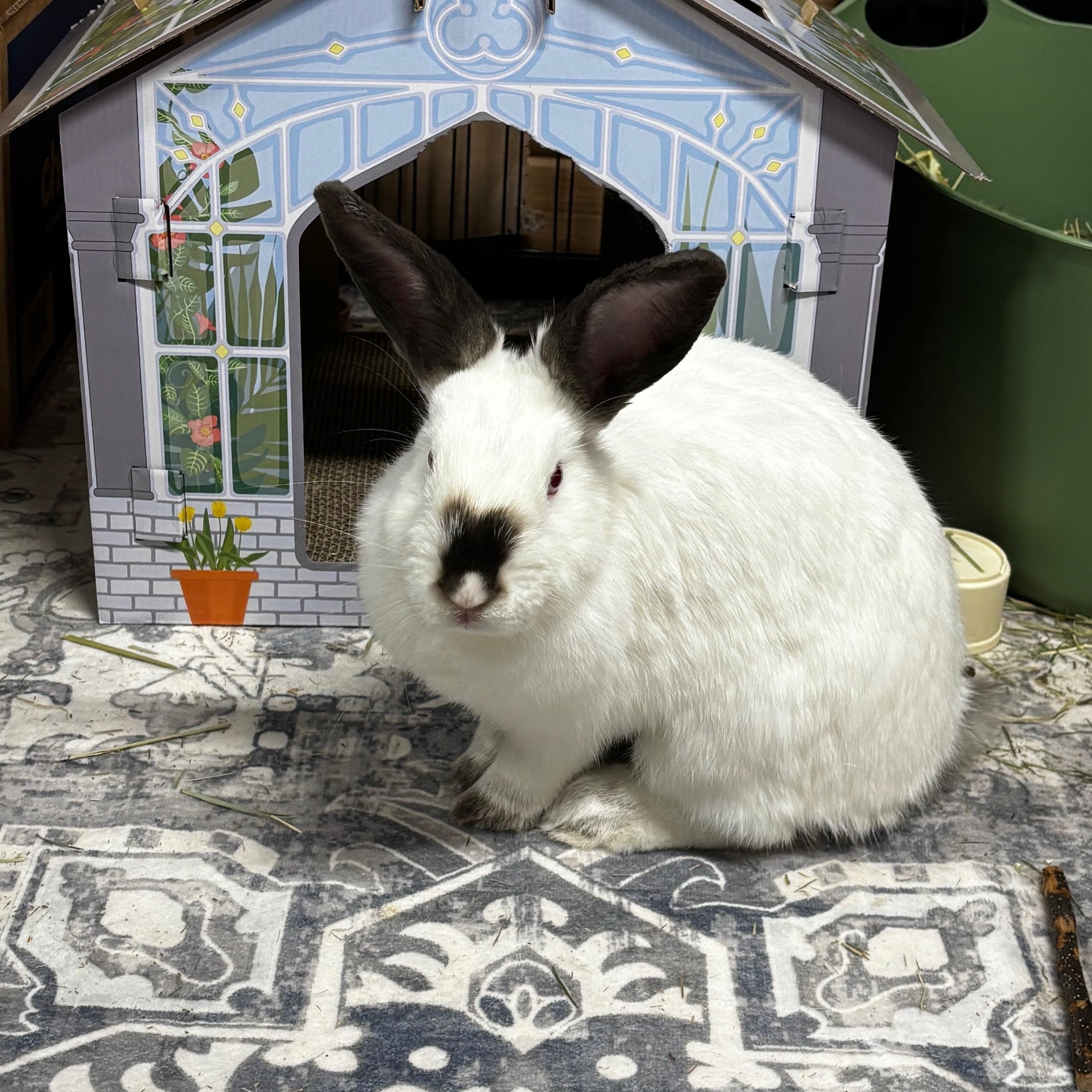 PEAR , a Adoptable Californian in Forest Hills, NY image 2/5