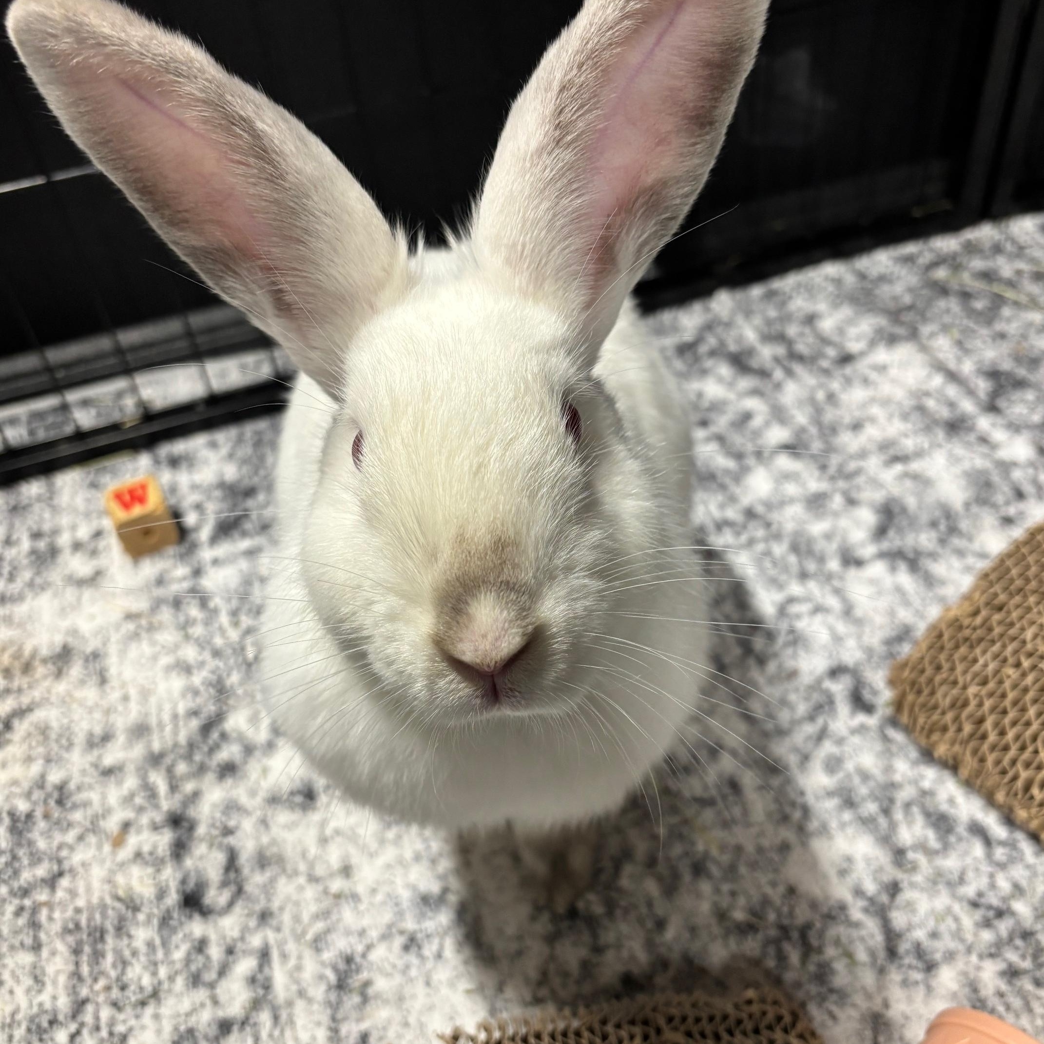 Enlarge PEAR (YOUNG SPAYED FEMALE) FOSTER OR ADOPTER NEEDED, a Adoptable Bunny Rabbit in Forest Hills, NY image 3/5