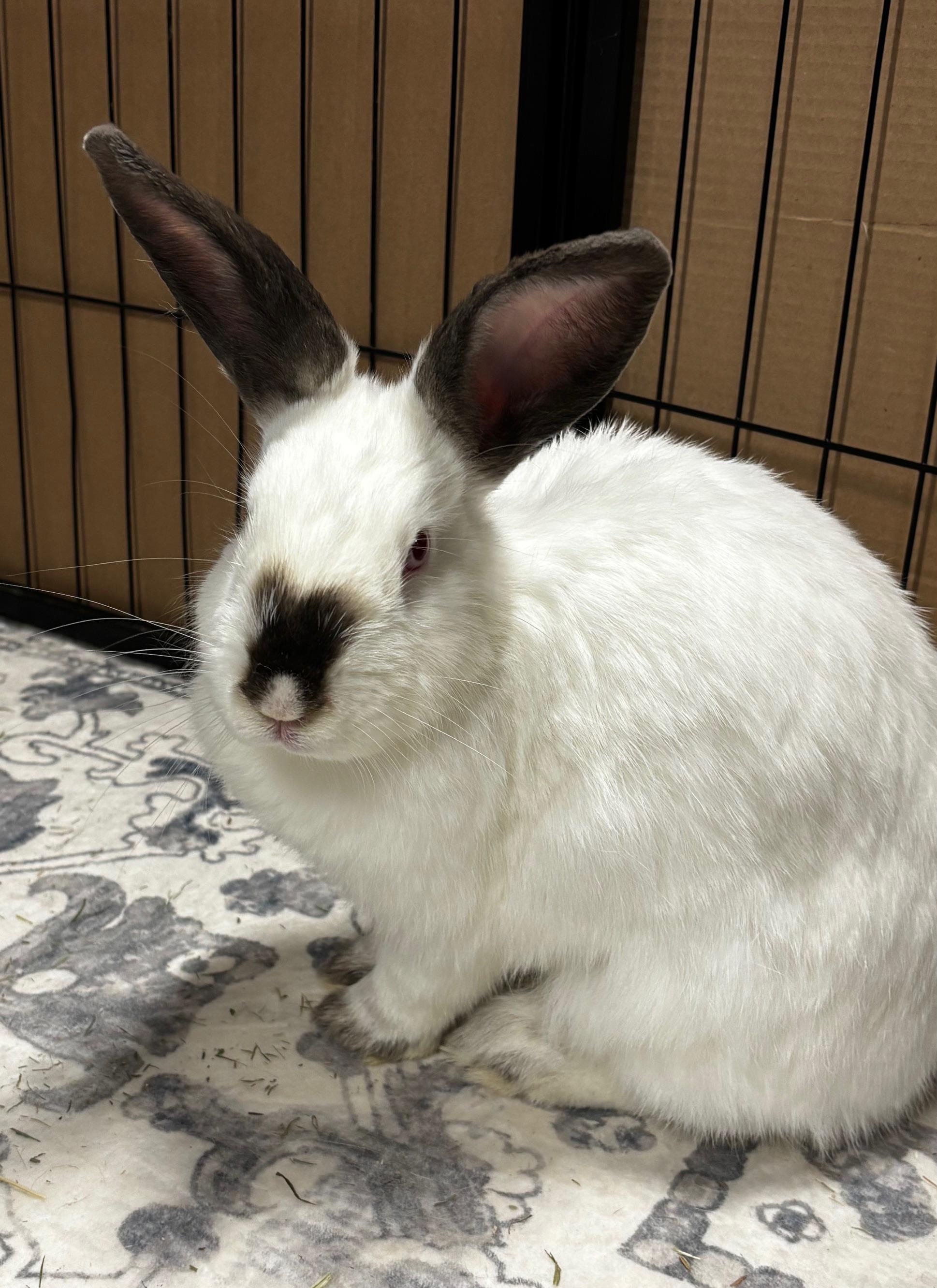 PEAR , a Adoptable Californian in Forest Hills, NY image 4/5